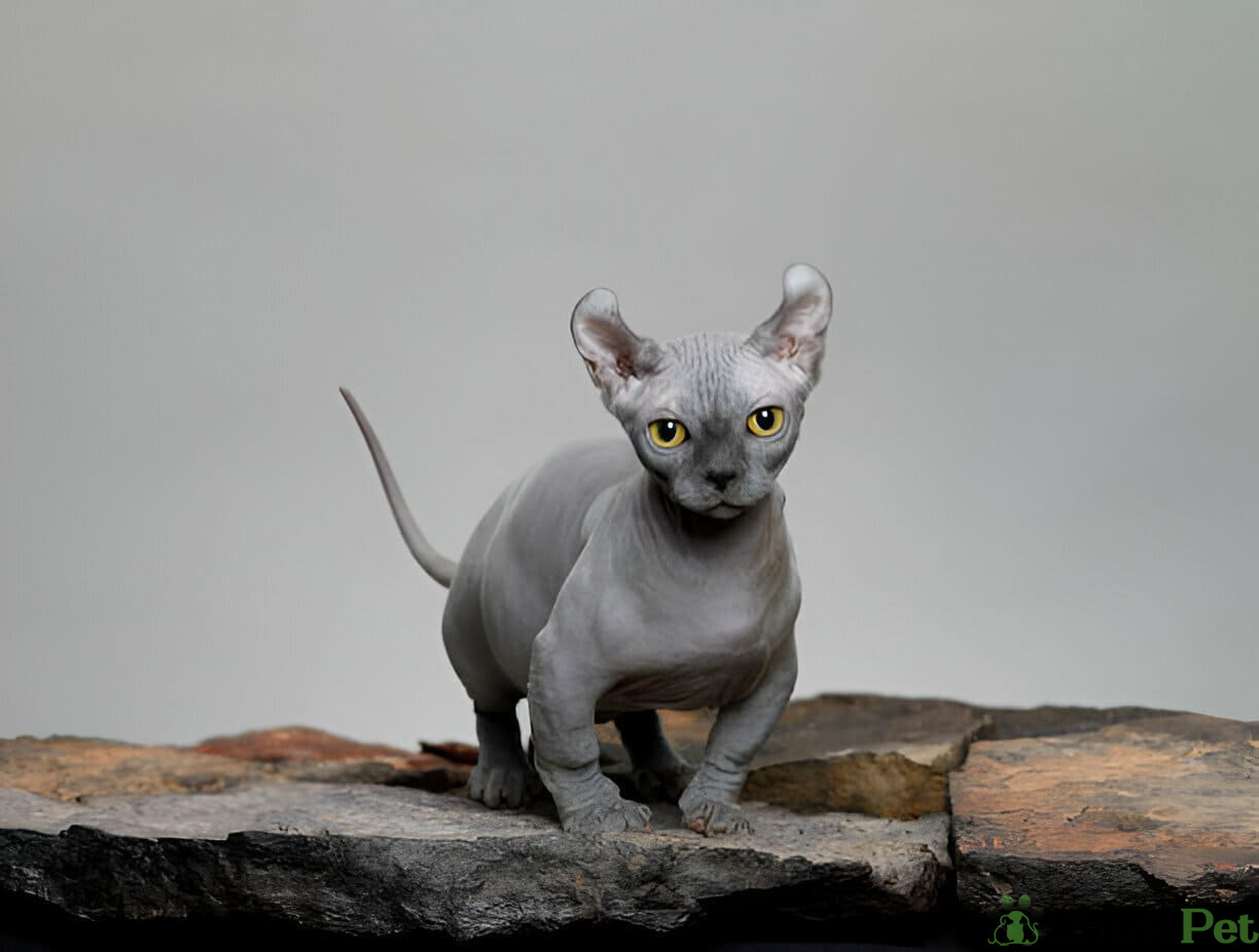 [GetPaidStock_com]-679c9117eb4bd