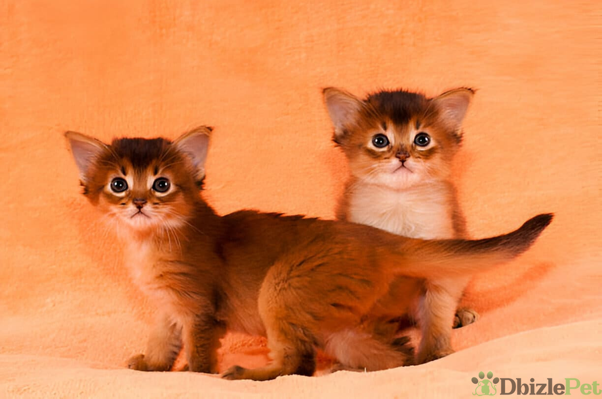 [GetPaidStock_com]-67a1e45c4b60c